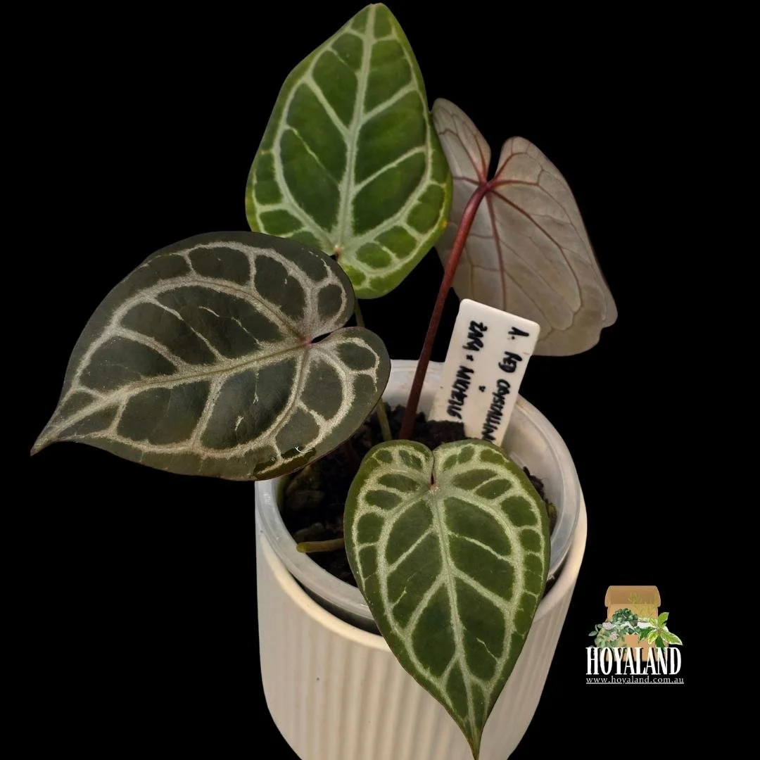 選抜 アンスリウム RC tezura x (ZaraxMichell ⛄ Rare Anthurium (SKG Red Crystallinum) (ZaraxMichelle ) | Clonal